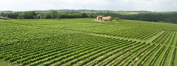 vineyard Genestat Bordeaux France