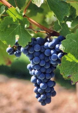 red grapes Genestat Bordeaux France