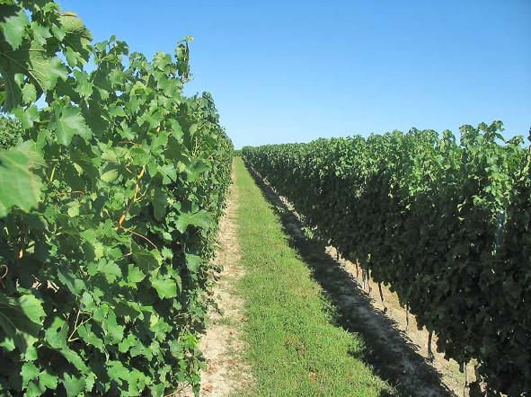 vines Genestat Bordeaux France