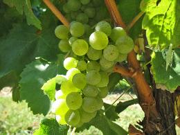 white grape Genestat Bordeaux France